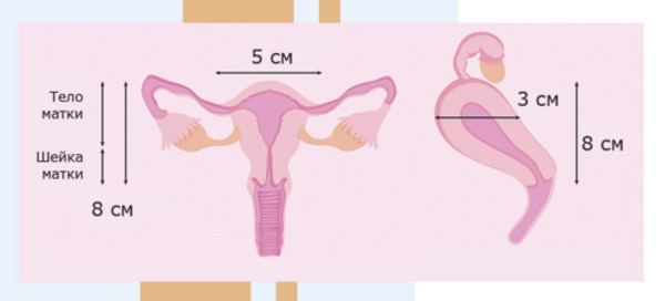 Размер матки по неделям беременности у повторнородящих, первородящих в см, мм
