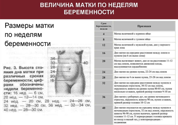 Размер матки по неделям беременности у повторнородящих, первородящих в см, мм