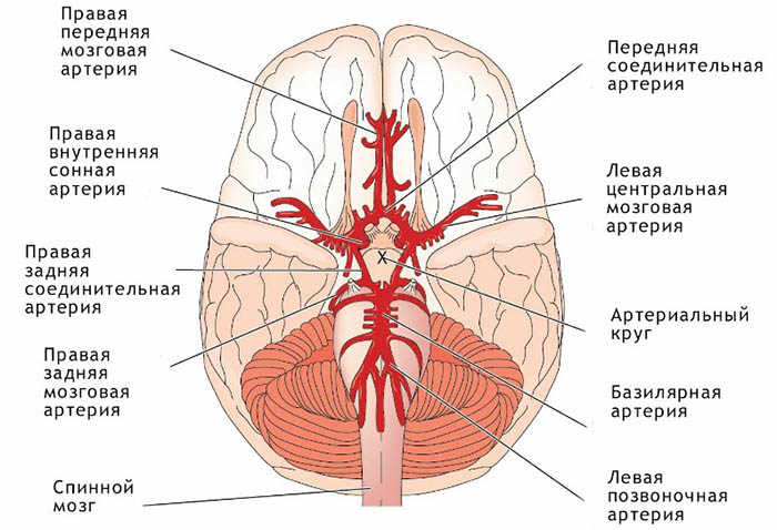 Сосудистые заболевания головного мозга. Симптомы, классификация