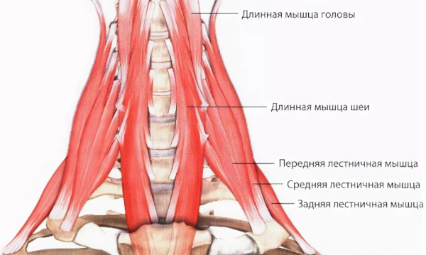 Спазмы мышц шеи. Как снять, симптомы и лечение