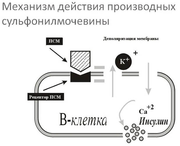 Сульфонилмочевины препараты. Список, названия, действие