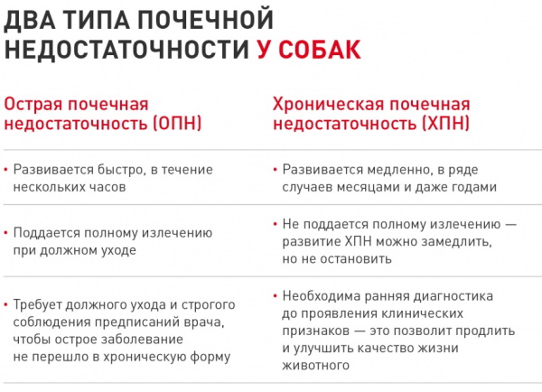 Почему отказывают почки. Что происходит, симптомы, причины