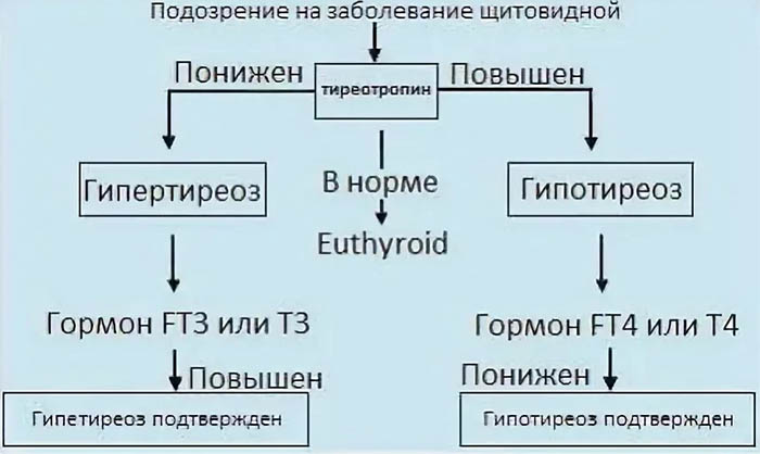 Дисфункция щитовидной железы у женщин. Симптомы, что это