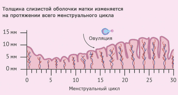 Гипоплазия эндометрия. Что это такое, лечение, причины возникновения