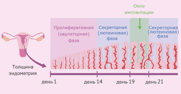 Гипоплазия эндометрия. Что это такое, лечение, причины возникновения