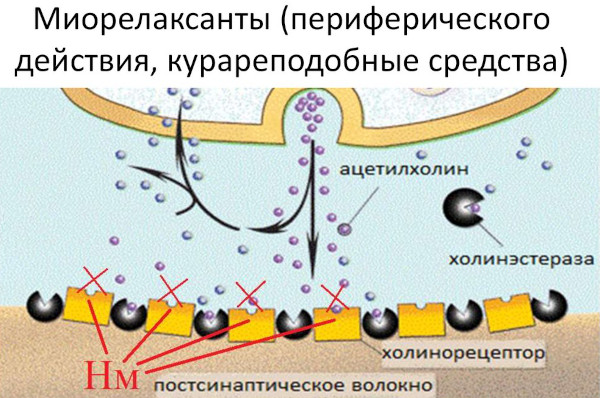 Миорелаксанты при остеохондрозе шейного, грудного, поясничного отделов позвоночника