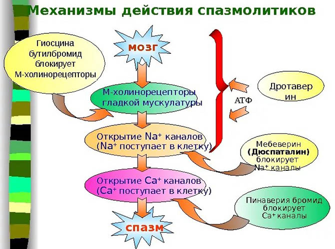 Миотропные препараты для головного мозга, сосудов