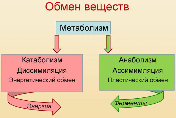 Нарушение обмена веществ (метаболизма). Симптомы, как восстановить, лечение