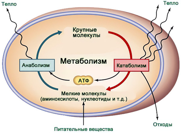 Нарушение обмена веществ (метаболизма). Симптомы, как восстановить, лечение