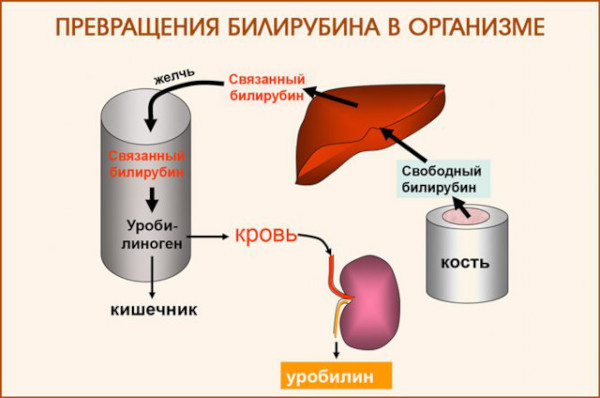 Повышенный (высокий) билирубин в крови у мужчин. Причины