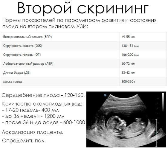 Скрининг УЗИ 1-2-3 триместра пренатальный. Что это, расшифровка