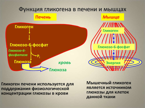 Глюкоза для организма человека. Польза, значение, функции