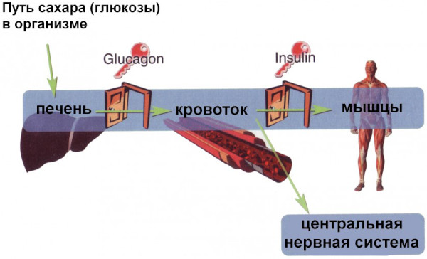 Глюкоза для организма человека. Польза, значение, функции