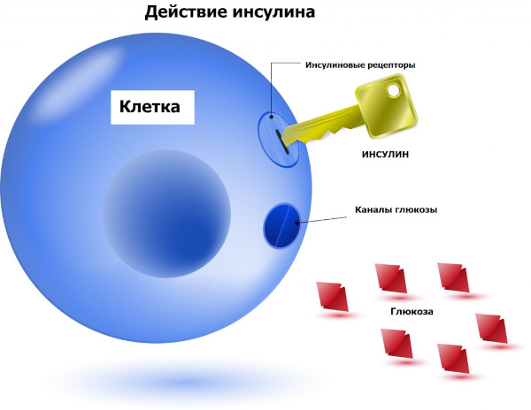 Глюкоза для организма человека. Польза, значение, функции