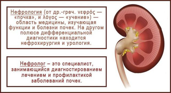 Нефролог. Что за врач, что лечит специалист по почкам