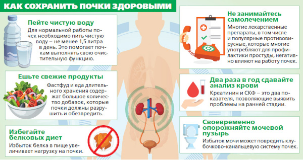 Нефролог. Что за врач, что лечит специалист по почкам