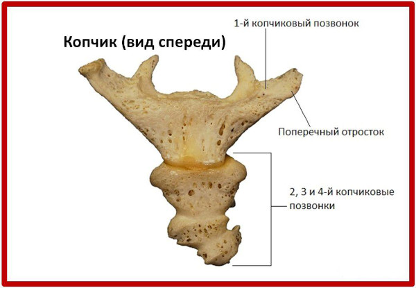 Рентген копчика. Подготовка, как делают, цена