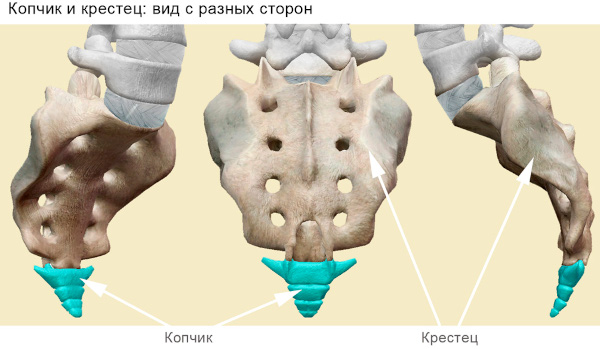 Рентген копчика. Подготовка, как делают, цена