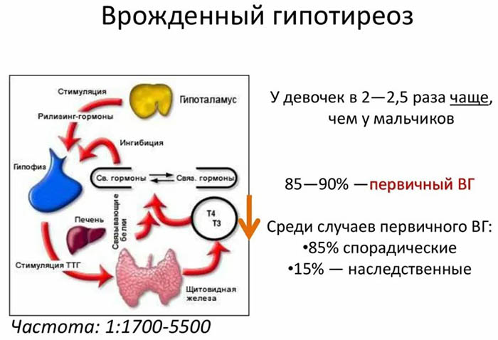 Врожденный гипотиреоз у новорожденных, грудничка. Симптомы и лечение