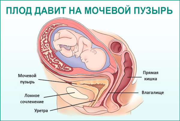 Частое мочеиспускание при беременности во втором-третьем триместре, на ранних сроках