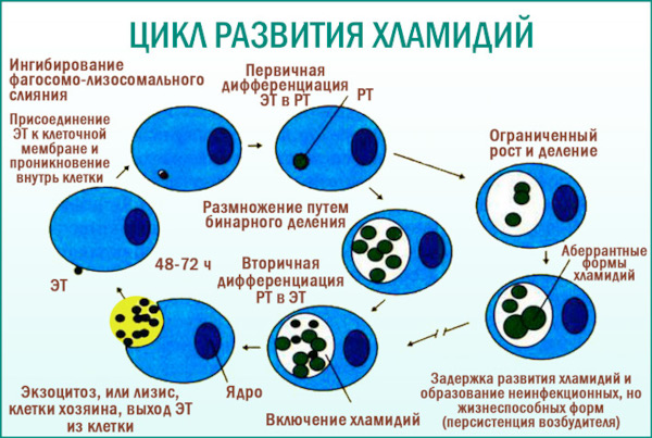 Дискомфорт в мочеиспускательном канале у женщин. Уретральный синдром