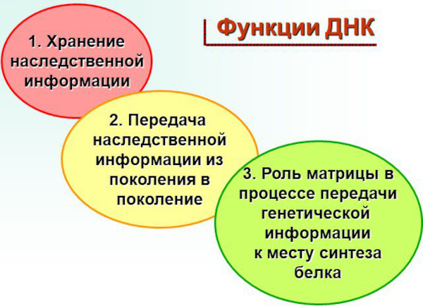 ДНК человека. Что это такое, фото, расшифровка ДНК теста