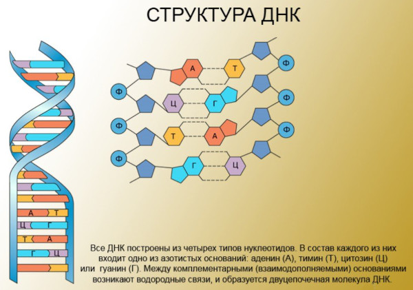 ДНК человека. Что это такое, фото, расшифровка ДНК теста