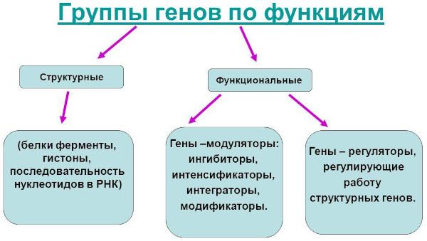 ДНК человека. Что это такое, фото, расшифровка ДНК теста