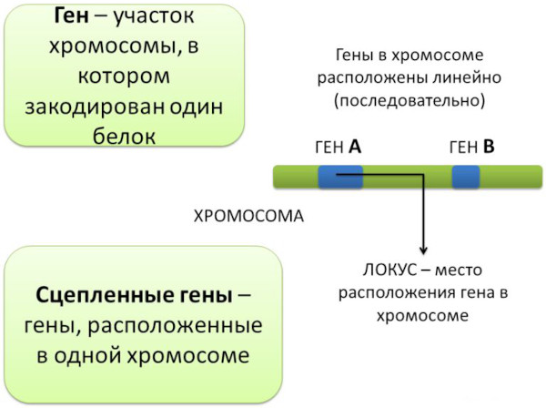 ДНК человека. Что это такое, фото, расшифровка ДНК теста