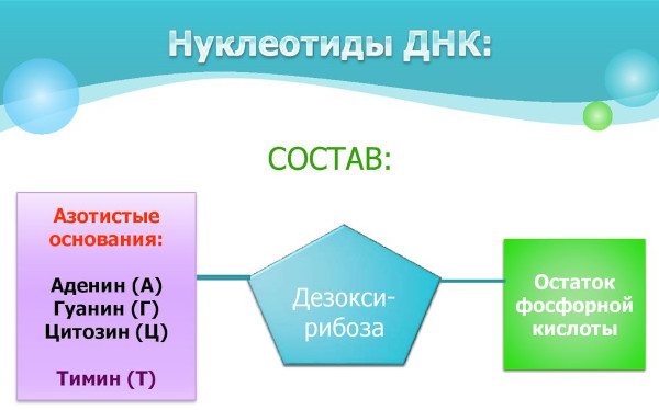 ДНК человека. Что это такое, фото, расшифровка ДНК теста