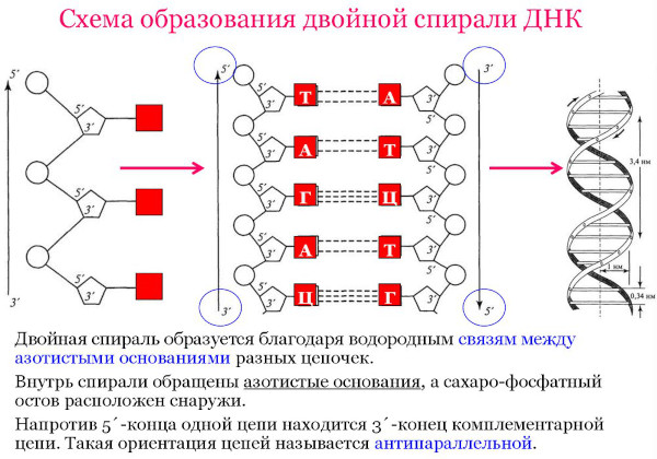 ДНК человека. Что это такое, фото, расшифровка ДНК теста