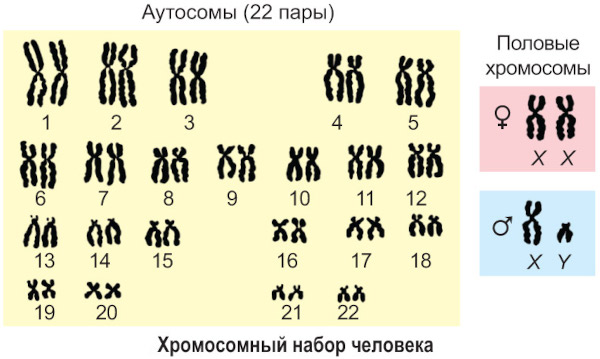 ДНК человека. Что это такое, фото, расшифровка ДНК теста