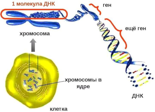 ДНК человека. Что это такое, фото, расшифровка ДНК теста