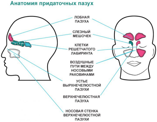 Придаточные пазухи носа фото