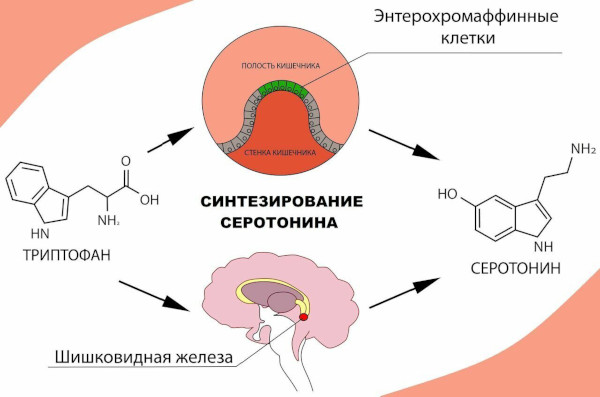 Серотонин. Что это за гормон, функции, как повысить уровень в организме