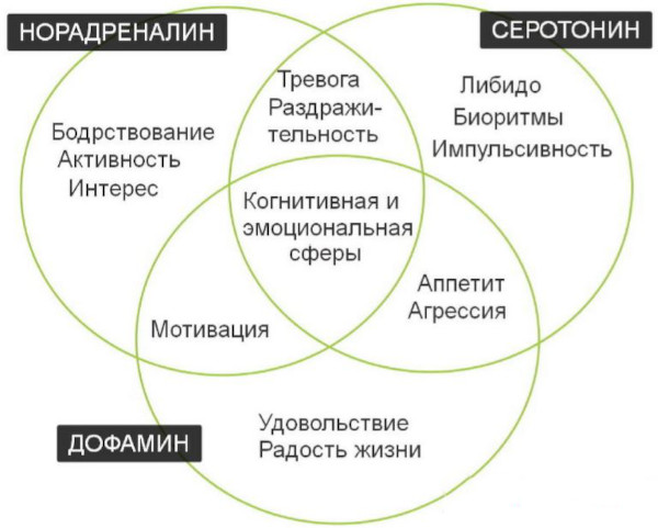 Серотонин. Что это за гормон, функции, как повысить уровень в организме