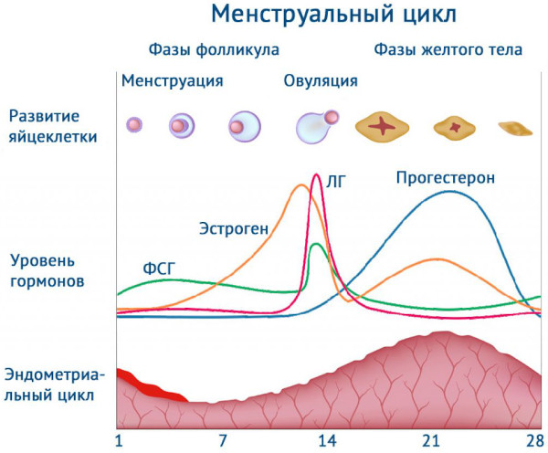 Дополнительная молочная железа у женщин фото