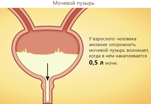 Дневник мочеиспускания. Образец на 3 дня, как вести, заполнять