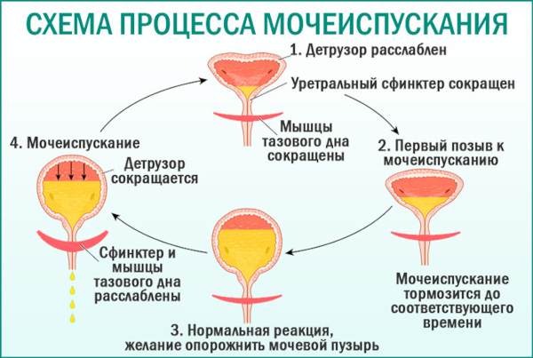 Дневник мочеиспускания. Образец на 3 дня, как вести, заполнять