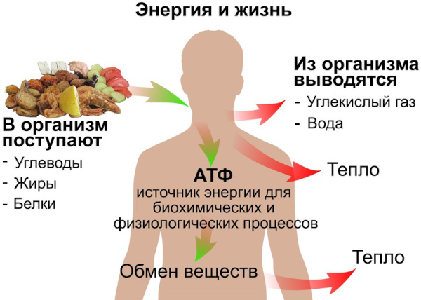 Энергия в организме человека: основные источники, виды, процессы дающие силы