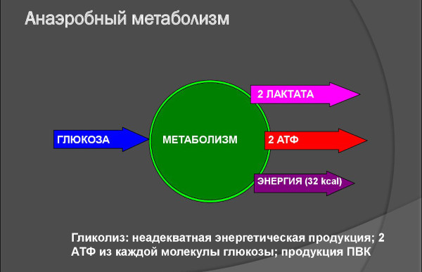 Энергия в организме человека: основные источники, виды, процессы дающие силы