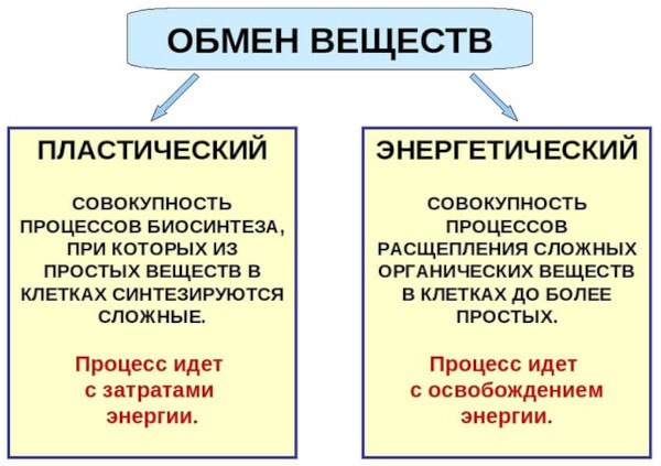 Энергия в организме человека: основные источники, виды, процессы дающие силы