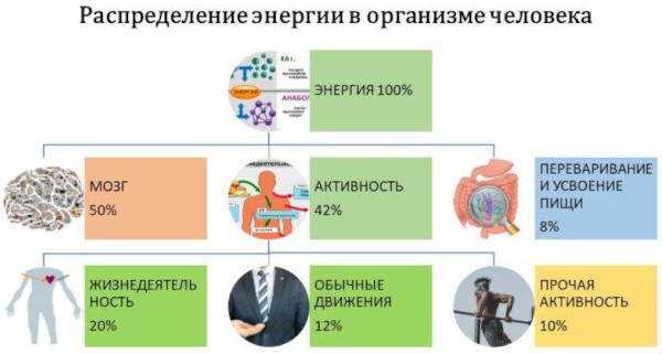 Энергия в организме человека: основные источники, виды, процессы дающие силы