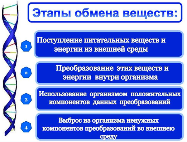 Энергия в организме человека: основные источники, виды, процессы дающие силы