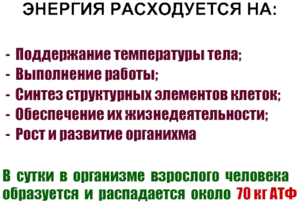 Энергия в организме человека: основные источники, виды, процессы дающие силы