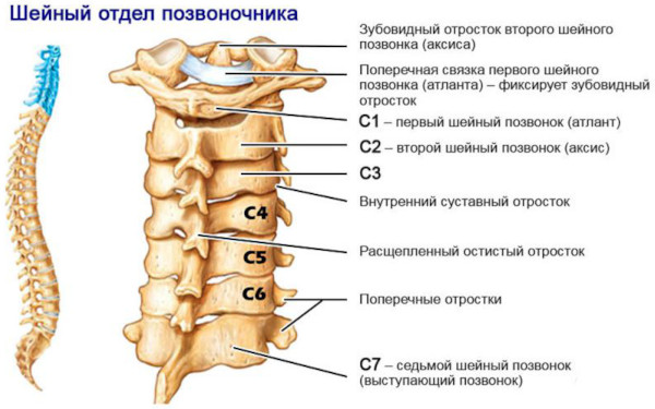 Остеохондроз: степени 1-2-3, стадии, виды, классификация по периодам