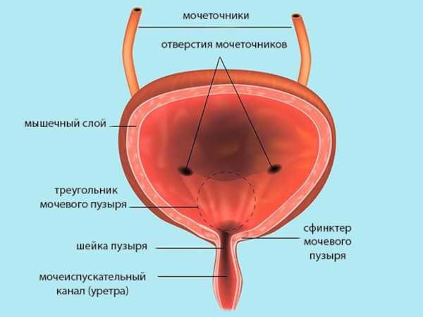 Подтекание мочи у мужчин после мочеиспускания. Причины и лечение