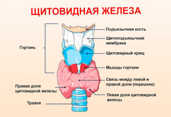 ТТГ низкий Т4 высокий. Диагноз, что это значит, как лечить