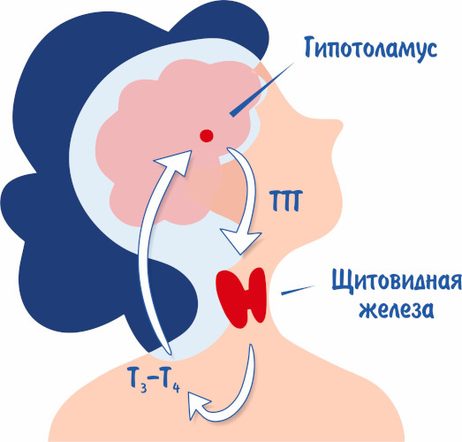 ТТГ низкий Т4 высокий. Диагноз, что это значит, как лечить