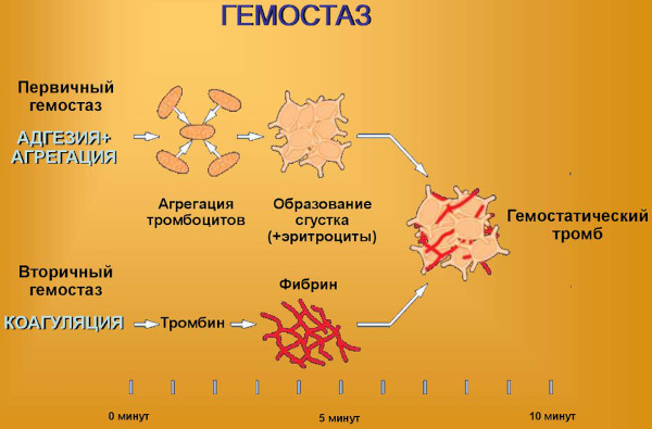 Клиническая лабораторная диагностика. Что эта, врачи, профстандарт